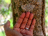  (Forchhammeria - BioBot01381)  @11 [ ] CreativeCommons - Attribution Non-Commercial Share-Alike (2010) Daniel H. Janzen Guanacaste Dry Forest Conservation Fund