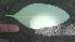  ( - BioBot01389)  @12 [ ] CreativeCommons - Attribution Non-Commercial Share-Alike (2010) Daniel H. Janzen Guanacaste Dry Forest Conservation Fund