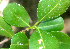  (Avicennia bicolor - BioBot01389)  @12 [ ] CreativeCommons - Attribution Non-Commercial Share-Alike (2010) Daniel H. Janzen Guanacaste Dry Forest Conservation Fund