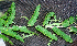  ( - BioBot01390)  @11 [ ] CreativeCommons - Attribution Non-Commercial Share-Alike (2010) Daniel H. Janzen Guanacaste Dry Forest Conservation Fund