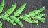  ( - BioBot01390)  @11 [ ] CreativeCommons - Attribution Non-Commercial Share-Alike (2010) Daniel H. Janzen Guanacaste Dry Forest Conservation Fund