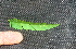  ( - BioBot01390)  @11 [ ] CreativeCommons - Attribution Non-Commercial Share-Alike (2010) Daniel H. Janzen Guanacaste Dry Forest Conservation Fund