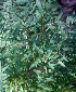 ( - BioBot01391)  @11 [ ] CreativeCommons - Attribution Non-Commercial Share-Alike (2010) Daniel H. Janzen Guanacaste Dry Forest Conservation Fund