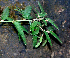  ( - BioBot01391)  @11 [ ] CreativeCommons - Attribution Non-Commercial Share-Alike (2010) Daniel H. Janzen Guanacaste Dry Forest Conservation Fund