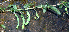  ( - BioBot01391)  @11 [ ] CreativeCommons - Attribution Non-Commercial Share-Alike (2010) Daniel H. Janzen Guanacaste Dry Forest Conservation Fund