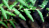  ( - BioBot01391)  @11 [ ] CreativeCommons - Attribution Non-Commercial Share-Alike (2010) Daniel H. Janzen Guanacaste Dry Forest Conservation Fund