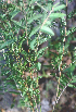  ( - BioBot01392)  @11 [ ] CreativeCommons - Attribution Non-Commercial Share-Alike (2010) Daniel H. Janzen Guanacaste Dry Forest Conservation Fund