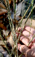  ( - BioBot01392)  @11 [ ] CreativeCommons - Attribution Non-Commercial Share-Alike (2010) Daniel H. Janzen Guanacaste Dry Forest Conservation Fund
