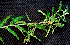  ( - BioBot01392)  @11 [ ] CreativeCommons - Attribution Non-Commercial Share-Alike (2010) Daniel H. Janzen Guanacaste Dry Forest Conservation Fund