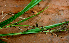 ( - BioBot01401)  @11 [ ] CreativeCommons - Attribution Non-Commercial Share-Alike (2010) Daniel H. Janzen Guanacaste Dry Forest Conservation Fund