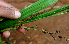  ( - BioBot01401)  @11 [ ] CreativeCommons - Attribution Non-Commercial Share-Alike (2010) Daniel H. Janzen Guanacaste Dry Forest Conservation Fund