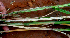  ( - BioBot01402)  @11 [ ] CreativeCommons - Attribution Non-Commercial Share-Alike (2010) Daniel H. Janzen Guanacaste Dry Forest Conservation Fund