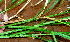  ( - BioBot01402)  @11 [ ] CreativeCommons - Attribution Non-Commercial Share-Alike (2010) Daniel H. Janzen Guanacaste Dry Forest Conservation Fund