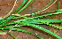  ( - BioBot01402)  @11 [ ] CreativeCommons - Attribution Non-Commercial Share-Alike (2010) Daniel H. Janzen Guanacaste Dry Forest Conservation Fund