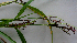  ( - BioBot01402)  @11 [ ] CreativeCommons - Attribution Non-Commercial Share-Alike (2010) Daniel H. Janzen Guanacaste Dry Forest Conservation Fund