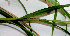  ( - BioBot01403)  @11 [ ] CreativeCommons - Attribution Non-Commercial Share-Alike (2010) Daniel H. Janzen Guanacaste Dry Forest Conservation Fund