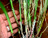  ( - BioBot01404)  @11 [ ] CreativeCommons - Attribution Non-Commercial Share-Alike (2010) Daniel H. Janzen Guanacaste Dry Forest Conservation Fund