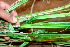  ( - BioBot01404)  @11 [ ] CreativeCommons - Attribution Non-Commercial Share-Alike (2010) Daniel H. Janzen Guanacaste Dry Forest Conservation Fund