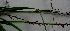 ( - BioBot01404)  @11 [ ] CreativeCommons - Attribution Non-Commercial Share-Alike (2010) Daniel H. Janzen Guanacaste Dry Forest Conservation Fund