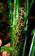  ( - BioBot01405)  @11 [ ] CreativeCommons - Attribution Non-Commercial Share-Alike (2010) Daniel H. Janzen Guanacaste Dry Forest Conservation Fund