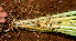  ( - BioBot01405)  @11 [ ] CreativeCommons - Attribution Non-Commercial Share-Alike (2010) Daniel H. Janzen Guanacaste Dry Forest Conservation Fund