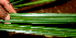  ( - BioBot01405)  @11 [ ] CreativeCommons - Attribution Non-Commercial Share-Alike (2010) Daniel H. Janzen Guanacaste Dry Forest Conservation Fund
