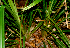  ( - BioBot01406)  @11 [ ] CreativeCommons - Attribution Non-Commercial Share-Alike (2010) Daniel H. Janzen Guanacaste Dry Forest Conservation Fund