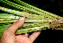 ( - BioBot01406)  @11 [ ] CreativeCommons - Attribution Non-Commercial Share-Alike (2010) Daniel H. Janzen Guanacaste Dry Forest Conservation Fund