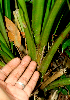  ( - BioBot01407)  @11 [ ] CreativeCommons - Attribution Non-Commercial Share-Alike (2010) Daniel H. Janzen Guanacaste Dry Forest Conservation Fund