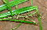  ( - BioBot01407)  @11 [ ] CreativeCommons - Attribution Non-Commercial Share-Alike (2010) Daniel H. Janzen Guanacaste Dry Forest Conservation Fund