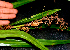  ( - BioBot01408)  @11 [ ] CreativeCommons - Attribution Non-Commercial Share-Alike (2010) Daniel H. Janzen Guanacaste Dry Forest Conservation Fund