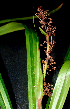  (Becquerelia - BioBot01408)  @11 [ ] CreativeCommons - Attribution Non-Commercial Share-Alike (2010) Daniel H. Janzen Guanacaste Dry Forest Conservation Fund