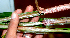  ( - BioBot01412)  @11 [ ] CreativeCommons - Attribution Non-Commercial Share-Alike (2010) Daniel H. Janzen Guanacaste Dry Forest Conservation Fund