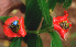  (Psychotria poeppigiana - BioBot01417)  @11 [ ] CreativeCommons - Attribution Non-Commercial Share-Alike (2010) Daniel H. Janzen Guanacaste Dry Forest Conservation Fund