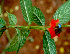 ( - BioBot01417)  @11 [ ] CreativeCommons - Attribution Non-Commercial Share-Alike (2010) Daniel H. Janzen Guanacaste Dry Forest Conservation Fund