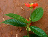  ( - BioBot01417)  @11 [ ] CreativeCommons - Attribution Non-Commercial Share-Alike (2010) Daniel H. Janzen Guanacaste Dry Forest Conservation Fund
