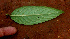 ( - BioBot01417)  @11 [ ] CreativeCommons - Attribution Non-Commercial Share-Alike (2010) Daniel H. Janzen Guanacaste Dry Forest Conservation Fund