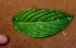  ( - BioBot01418)  @11 [ ] CreativeCommons - Attribution Non-Commercial Share-Alike (2010) Daniel H. Janzen Guanacaste Dry Forest Conservation Fund