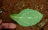  (Irlbachia - BioBot01426)  @11 [ ] CreativeCommons - Attribution Non-Commercial Share-Alike (2010) Daniel H. Janzen Guanacaste Dry Forest Conservation Fund