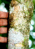  ( - BioBot01431)  @11 [ ] CreativeCommons - Attribution Non-Commercial Share-Alike (2010) Daniel H. Janzen Guanacaste Dry Forest Conservation Fund