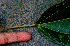  ( - BioBot01431)  @11 [ ] CreativeCommons - Attribution Non-Commercial Share-Alike (2010) Daniel H. Janzen Guanacaste Dry Forest Conservation Fund