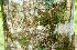  ( - BioBot01432)  @11 [ ] CreativeCommons - Attribution Non-Commercial Share-Alike (2010) Daniel H. Janzen Guanacaste Dry Forest Conservation Fund