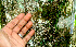  ( - BioBot01432)  @11 [ ] CreativeCommons - Attribution Non-Commercial Share-Alike (2010) Daniel H. Janzen Guanacaste Dry Forest Conservation Fund
