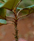  ( - BioBot01432)  @11 [ ] CreativeCommons - Attribution Non-Commercial Share-Alike (2010) Daniel H. Janzen Guanacaste Dry Forest Conservation Fund