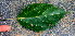  ( - BioBot01432)  @11 [ ] CreativeCommons - Attribution Non-Commercial Share-Alike (2010) Daniel H. Janzen Guanacaste Dry Forest Conservation Fund