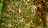  ( - BioBot01433)  @11 [ ] CreativeCommons - Attribution Non-Commercial Share-Alike (2010) Daniel H. Janzen Guanacaste Dry Forest Conservation Fund