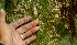  ( - BioBot01433)  @11 [ ] CreativeCommons - Attribution Non-Commercial Share-Alike (2010) Daniel H. Janzen Guanacaste Dry Forest Conservation Fund
