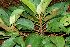  ( - BioBot01433)  @11 [ ] CreativeCommons - Attribution Non-Commercial Share-Alike (2010) Daniel H. Janzen Guanacaste Dry Forest Conservation Fund