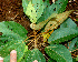  ( - BioBot01433)  @11 [ ] CreativeCommons - Attribution Non-Commercial Share-Alike (2010) Daniel H. Janzen Guanacaste Dry Forest Conservation Fund