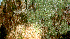  ( - BioBot01445)  @11 [ ] CreativeCommons - Attribution Non-Commercial Share-Alike (2010) Daniel H. Janzen Guanacaste Dry Forest Conservation Fund